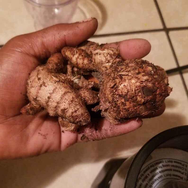 May include: A handful of fresh turmeric roots, showing a mix of light brown and earthy tones. The roots have a rough, textured appearance, with visible soil clinging to their surfaces. The image suggests a focus on natural, unprocessed ingredients.