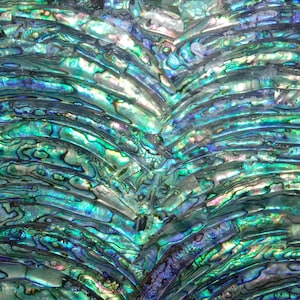 Abalone Shell AA Rims with Black Background Adhesive Veneer Sheet (Mother of Pearl Shell) 9.5 x 5.5 inches -A12