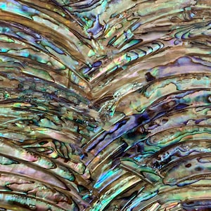 Abalone Shell AA with Rims Adhesive Veneer Sheet (Mother of Pearl Shell) 9.5 x 5.5 inches -A11