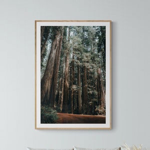 Redwood Nationalpark Wald Foto Print, verzauberter Wald Print, Wald Fotografie, Nationalpark Poster, Kunstdruck