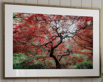 Japanese Maple Tree Print, Portland Japanese Garden Photo, Framed Print Oregon, Japan Photo Print, Fine Art Photography