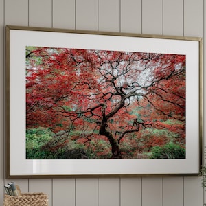 Japanese Maple Tree Print, Portland Japanese Garden Photo, Metal Print Oregon, Japan Photo Print, Oregon Landscape Photo