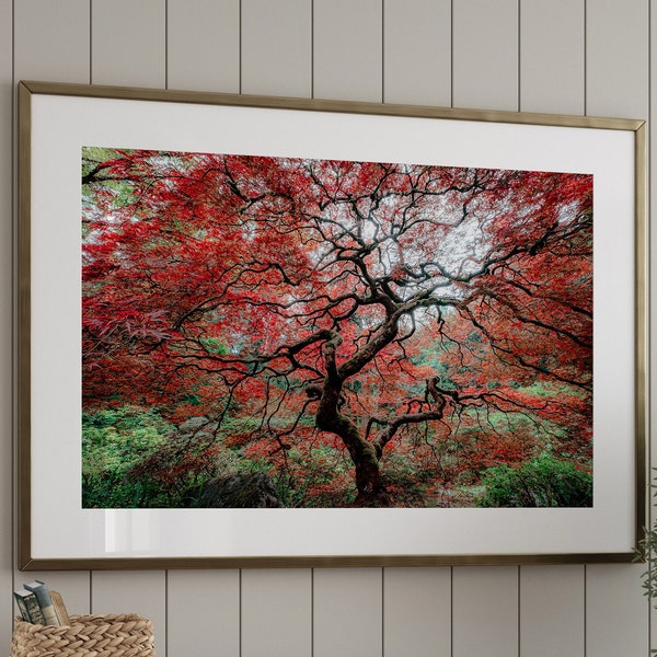 Japanese Maple Tree Print, Portland Japanese Garden Photo, Framed Print Oregon, Japan Photo Print, Fine Art Photography