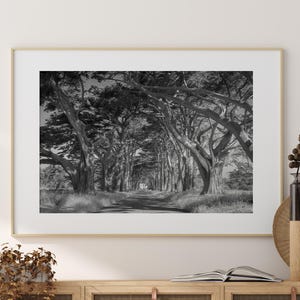 Black and White Cypress Tree Tunnel Photo, California Nature Print, Minimal Wall Art