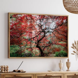 Japanese Maple Tree Print, Portland Japanese Garden Photo, Framed Print Oregon, Japan Photo Print, Fine Art Photography