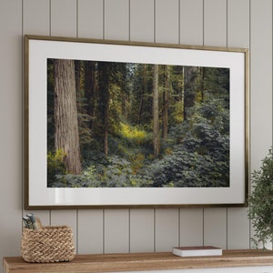 Redwood National Park Photo Print, Forest Photography Wall Art, California Forest Print, Forest Home Decor, California Wall Art