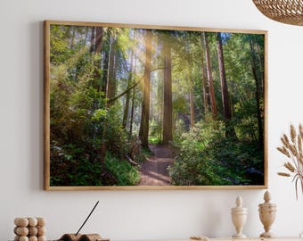 Redwood Forest Wall Art, Muir Woods Sunbeams, California Nature Photography Print