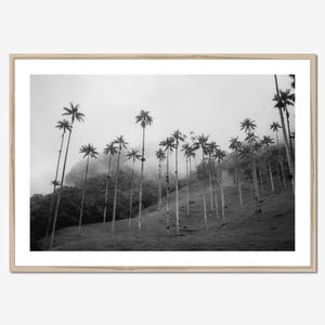Black and White Palm Tree Photo Print, Cocora Valley Print, Wax Palm Trees, Salento Colombia, Colombia Wall Art, Coffee Valley