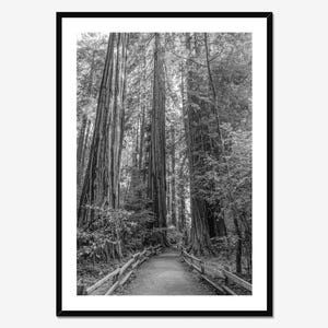 Muir Woods Redwood Forest Photography Print – Black & White Landscape Wall Art