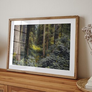Redwood National Park Photo Print, Forest Photography Wall Art, California Forest Print, Forest Home Decor, California Wall Art