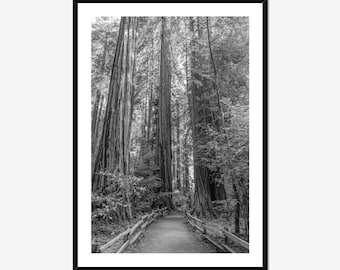 Muir Woods Redwood Forest Photography Print – Black & White Landscape Wall Art