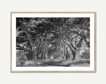 Black and White Tree Photography, Cypress Tree Tunnel Point Reyes Photo, Framed California Wall Art, Black White Photo