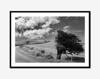 Windswept Cypress Tree Fine Art Print, Moody Black and White Landscape Wall Art