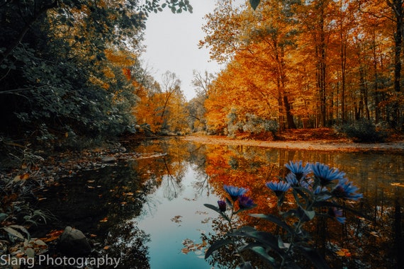 Autumn Forest Photography Fall Foliage Medway Valley Etsy