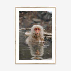 Snow Monkey Hot Spring Photo Print: Japan Wall Art