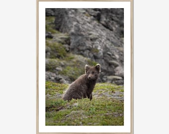 Arctic Fox Iceland Print, Scandinavian Decor, Nature Photography
