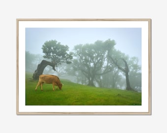 Cow Wall Art - Rustic Fanal Forest Print - Madeira Photography - Farmhouse Decor - Foggy Enchanted Forest