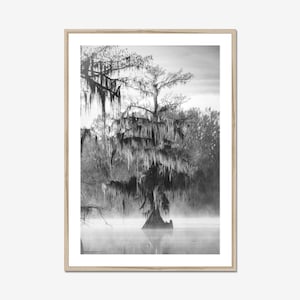 Caddo Lake Fine Art Print: Louisiana Swamp Cypress Tree, Black and White