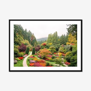 Japanese Maple Tree Print - Butchart Gardens Victoria BC - Autumn Landscape Photography - Zen Garden Decor