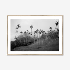 Black and White Palm Tree Photo Print, Cocora Valley Print, Wax Palm Trees, Salento Colombia, Colombia Wall Art, Coffee Valley