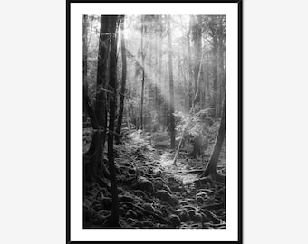 Sunbeams Through Trees Black and White Fine Art Photo Print, Forest Wall Decor