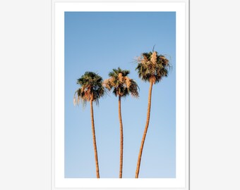 Palm Springs Photography Print: Minimalist Palm Tree Trio, Coastal Fine Art