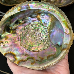 Large Abalone Shell, Smudge kit Shell, Organic Abalone Shell, Smudge Stick holder, DIY Smudge Kit