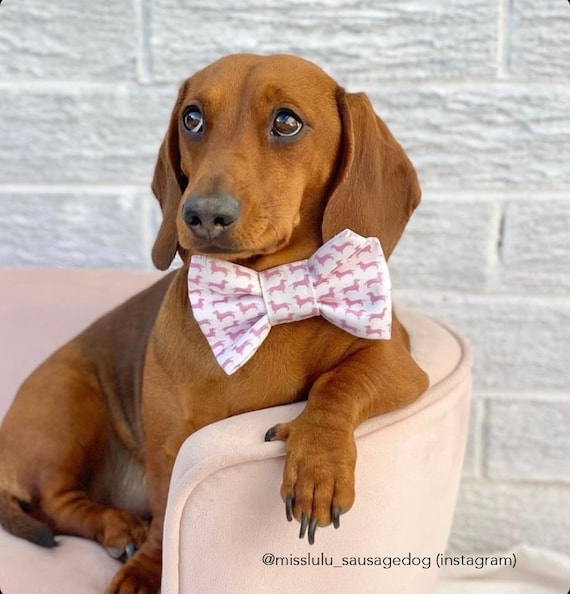 Dachshund Bow