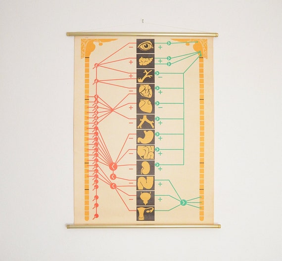 Nervous System Chart Poster