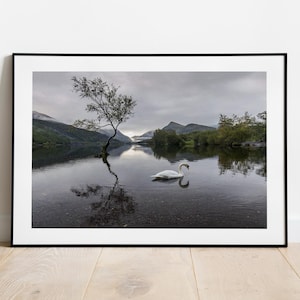 Llyn Padarn Lake Print: Snowdonia Lone Tree & Mountain Landscape