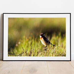 Stonechat Bird Print: Scottish Highlands Wildlife Photography