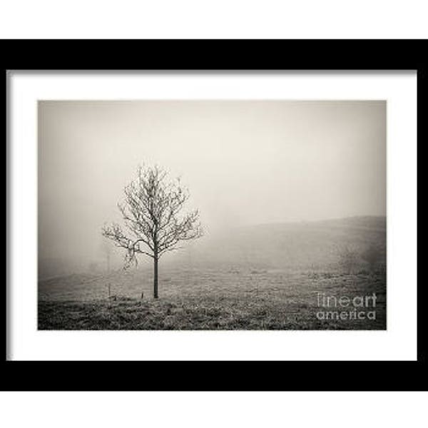 Silver Birch Tree Print, Lake District Prints , Cumbria wall art and Home Decor Gifts Wall Decor Christmas Photo Gifts Nature Pictures