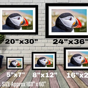 Puede incluir: Impresiones enmarcadas de un frailecillo con un pico colorido y detalles de los ojos. Las impresiones est&aacute;n disponibles en varios tama&ntilde;os, incluyendo 13x18 cm, 20x30 cm, 41x51 cm, 51x76 cm y 61x91 cm. El texto "fine art america" es visible.