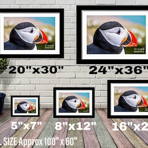 May include: A framed print of a puffin with a black and white face and orange beak. The print is available in five different sizes: 5x7 inches, 8x12 inches, 16x20 inches, 20x30 inches, and 24x36 inches. The print is framed in a black frame.