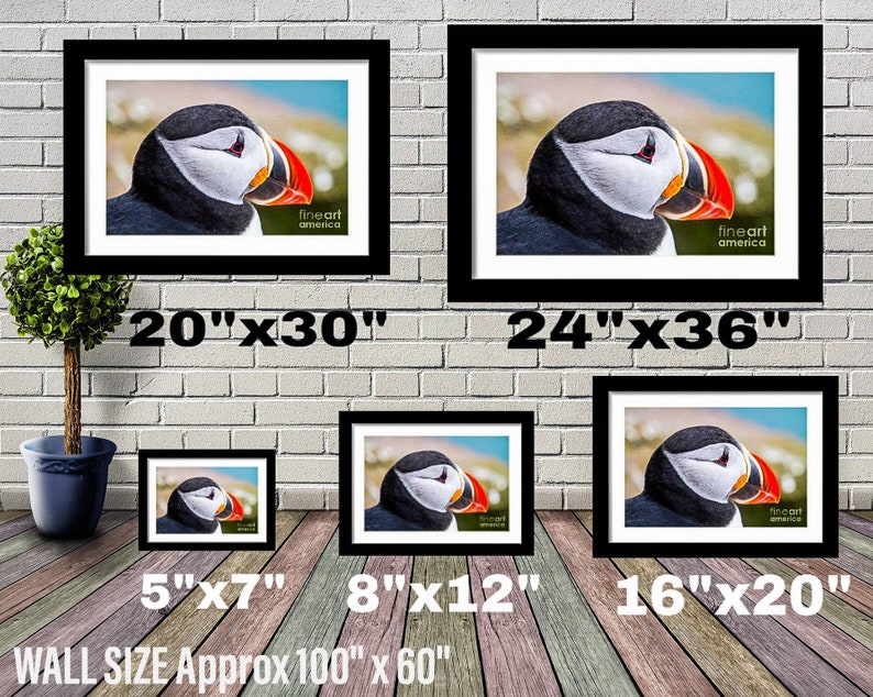 May include: A framed print of a puffin with a black and white face and orange beak. The print is available in five different sizes: 5x7 inches, 8x12 inches, 16x20 inches, 20x30 inches, and 24x36 inches. The print is framed in a black frame.
