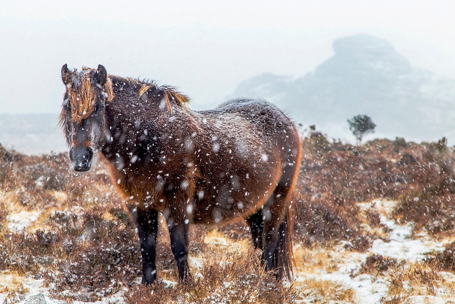 Print / Canvas of Dartmoor Pony in the Snow Wall Art Animal Etsy