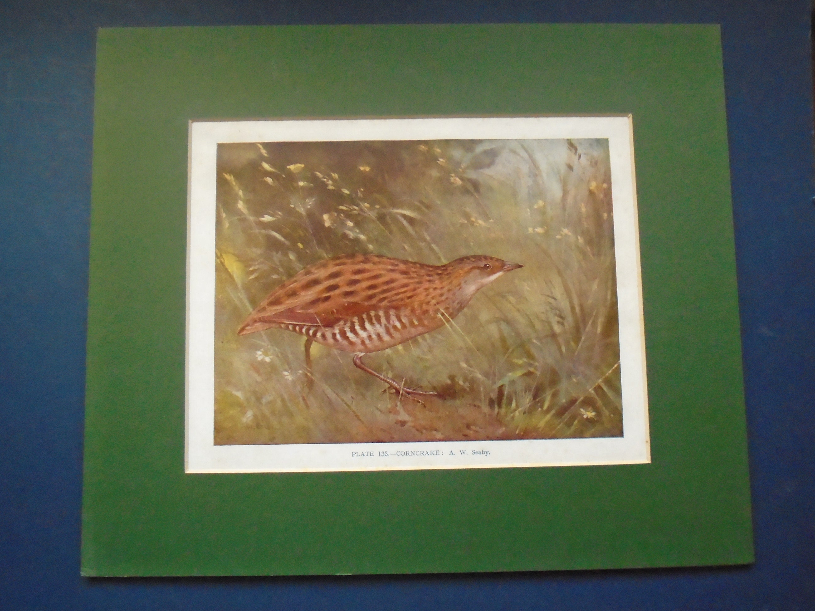 Gravure Ancienne de La Plaque Livre 133 Par A W Seaby, Râle Des Genêts, Impression Montée, d'oiseau