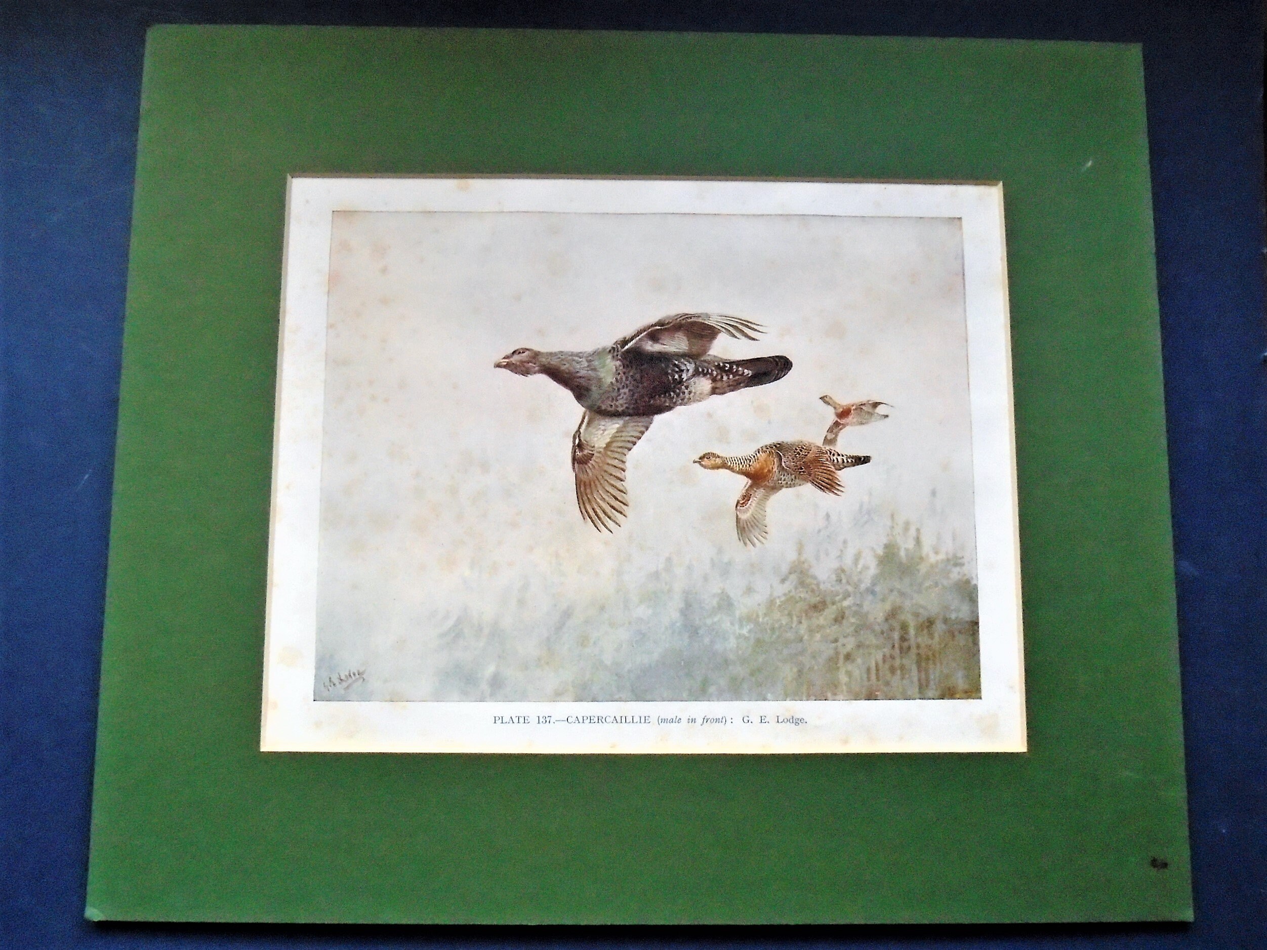 Gravure Ancienne de La Plaque Livre 137 Par G. E. Lodge Of Capercaillie, Impression Montée, d'oiseau