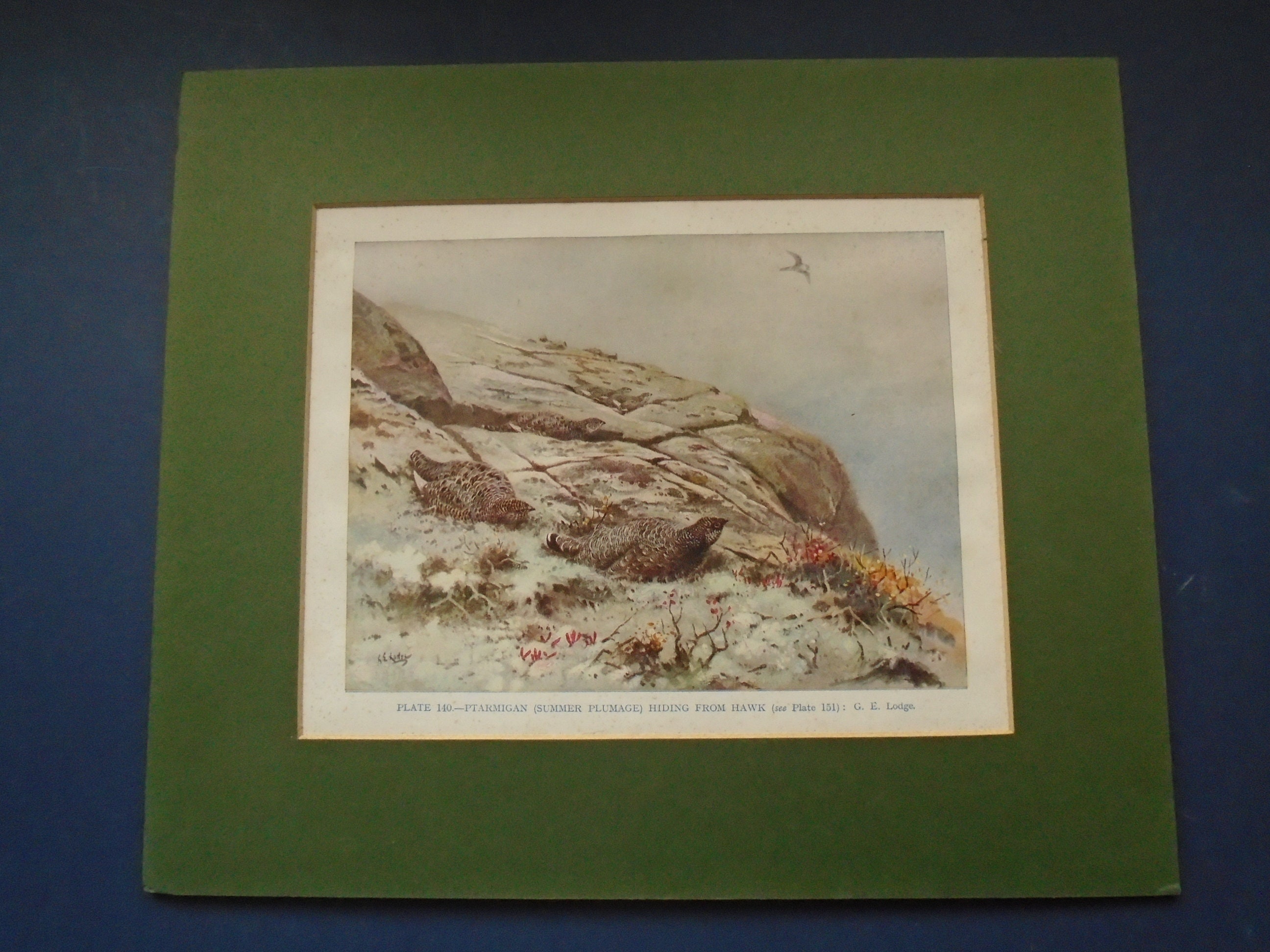 Gravure Ancienne de La Plaque Livre 140 Par G. E. Lodge Of Ptarmigan | Plumage d'été Se Cachant Du F