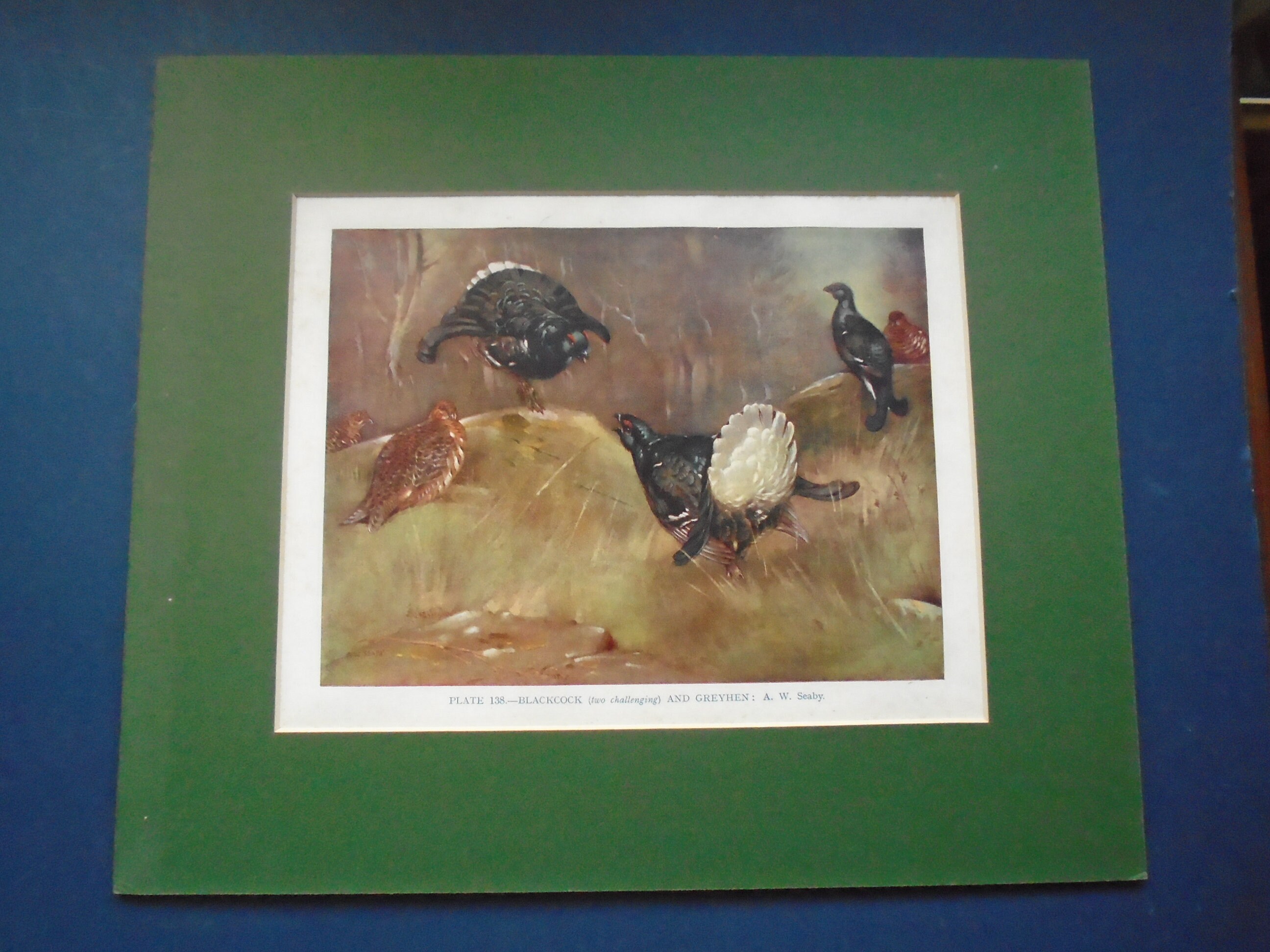 Gravure Ancienne à Partir de La Plaque Livre 138 Par A W Seaby, Blackcock et Greyhen, Impression Mon