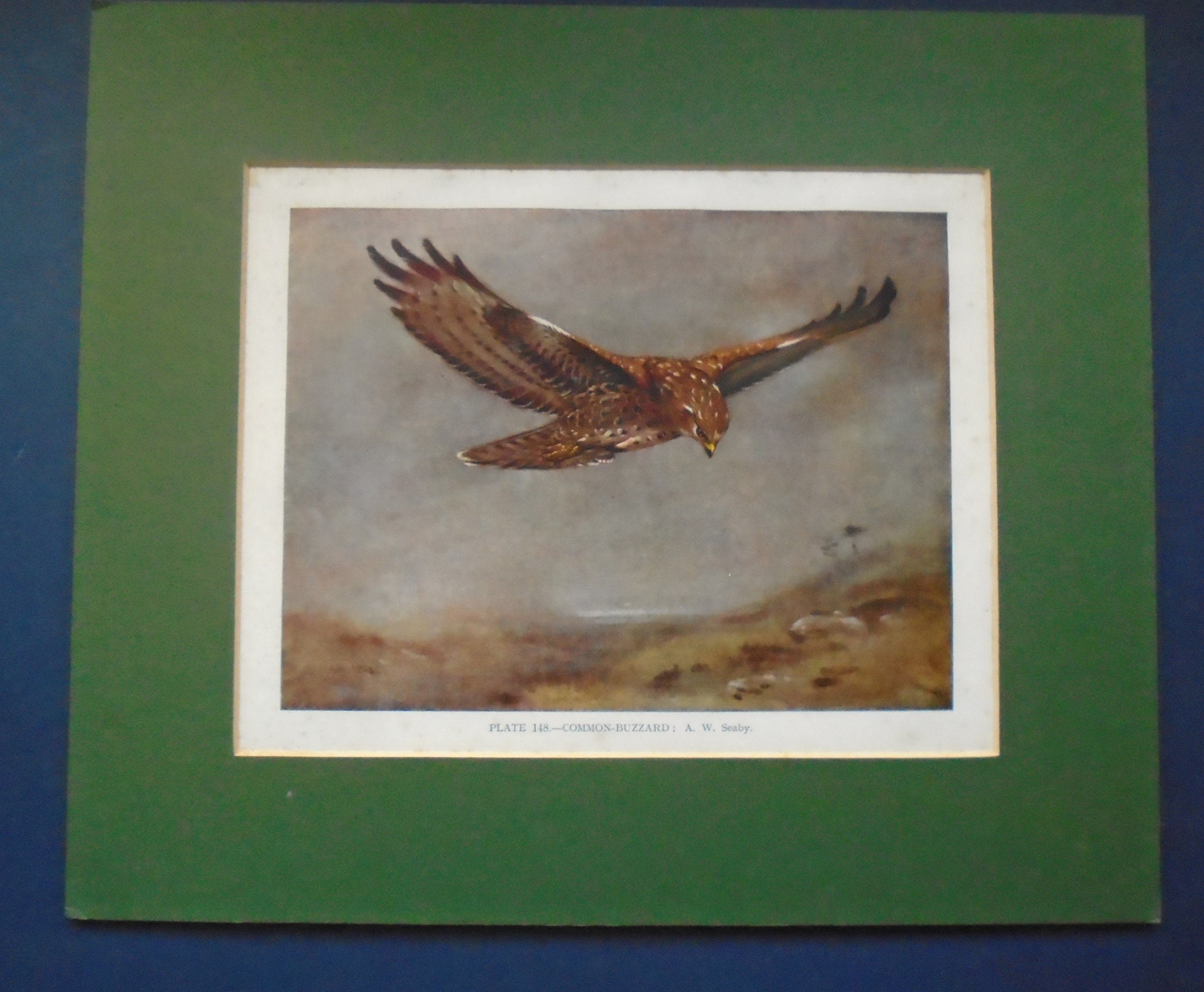 Gravure Ancienne à Partir de La Plaque Livre 148 Par A W Seaby, Impression Montée sur Buse Commune,