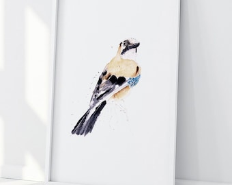 Jay Painting - Jay Bird Art - Hand Signed, Numbered, Dated and Embossed Limited Edition Print of my Watercolour Painting of a British Jay