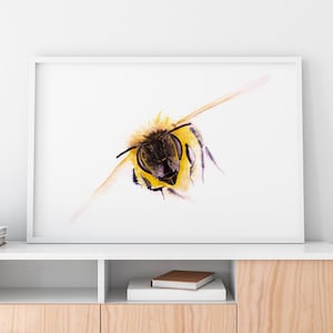 オリジナルの水彩画から青い花のヤグルマギクのアートプリントに
