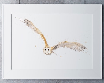 Barn Owl