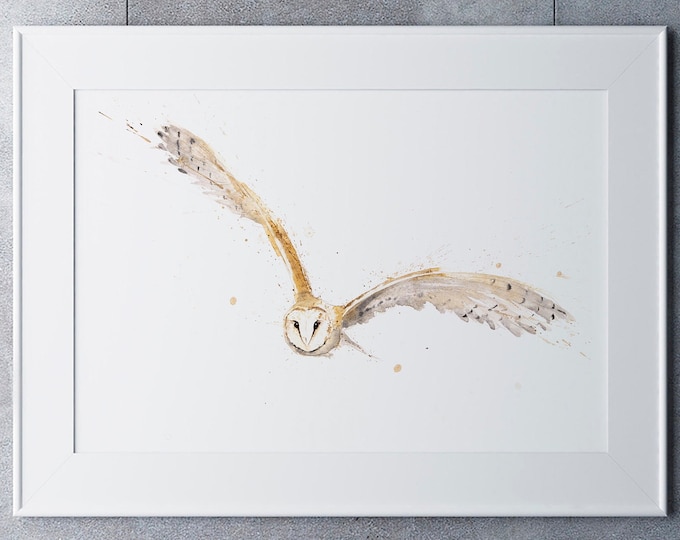 Barn Owl