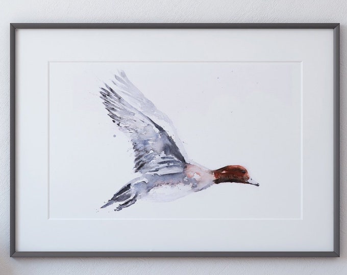 Widgeon Painting - Signed Limited Edition Print - Flying Duck Watercolour Painting - Abstract Modern Widgeon Duck Water Colour Painting