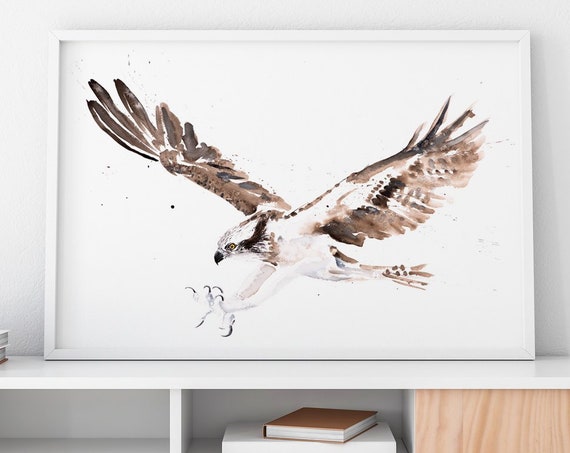 Osprey Painting Watercolour Painting -  Limited Edition Print of my Osprey Watercolour Painting