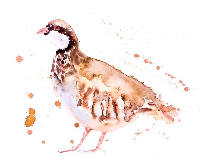 Partridge No.1 - Signed Print of my original watercolour painting