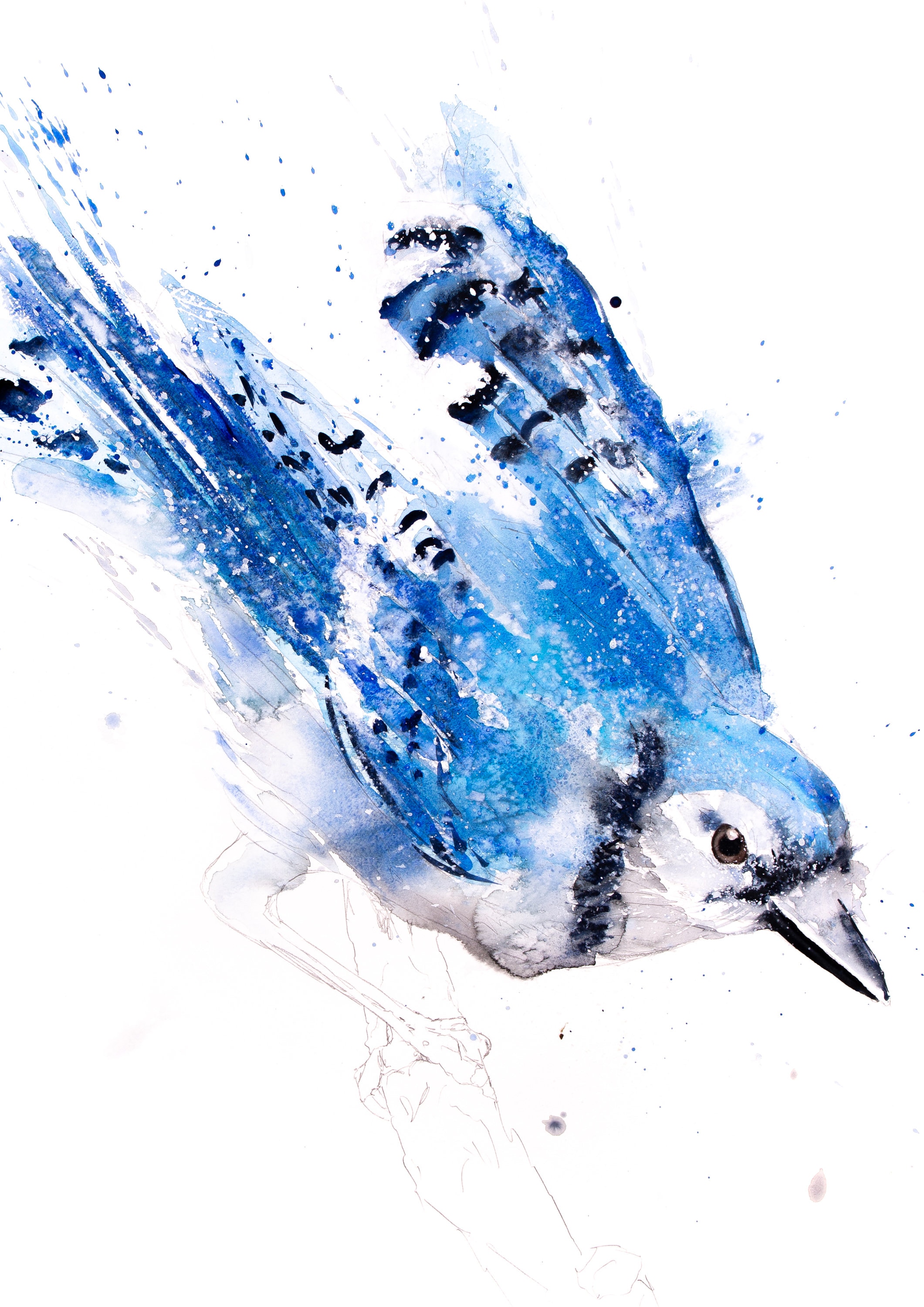  Trademark Fine Art Blue Jay Line Let Your Art Soar, 14x19-Inch:  Posters & Prints
