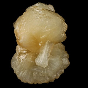 以下が含まれることがあります： 花のような形をした、半透明で薄い黄色の結晶の塊。結晶は繊細で、わずかにざらざらした質感です。